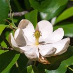 1-2 ft. - Sweetbay Magnolia Tree - An Exceptional Summer-Flowering Native Tree