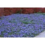 Classy Groundcovers - Vinca Minor Traditional {50 Bare Root Plants}