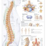 Human Spine Disorders Anatomical Chart [Book]