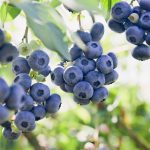 Garden State Bulb Jersey Blueberry, Live Bare Root, Non-GMO (Bag of 1)