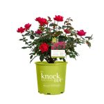1 gal. Red Double Knock Out Live Rose Bush with Red Flowers