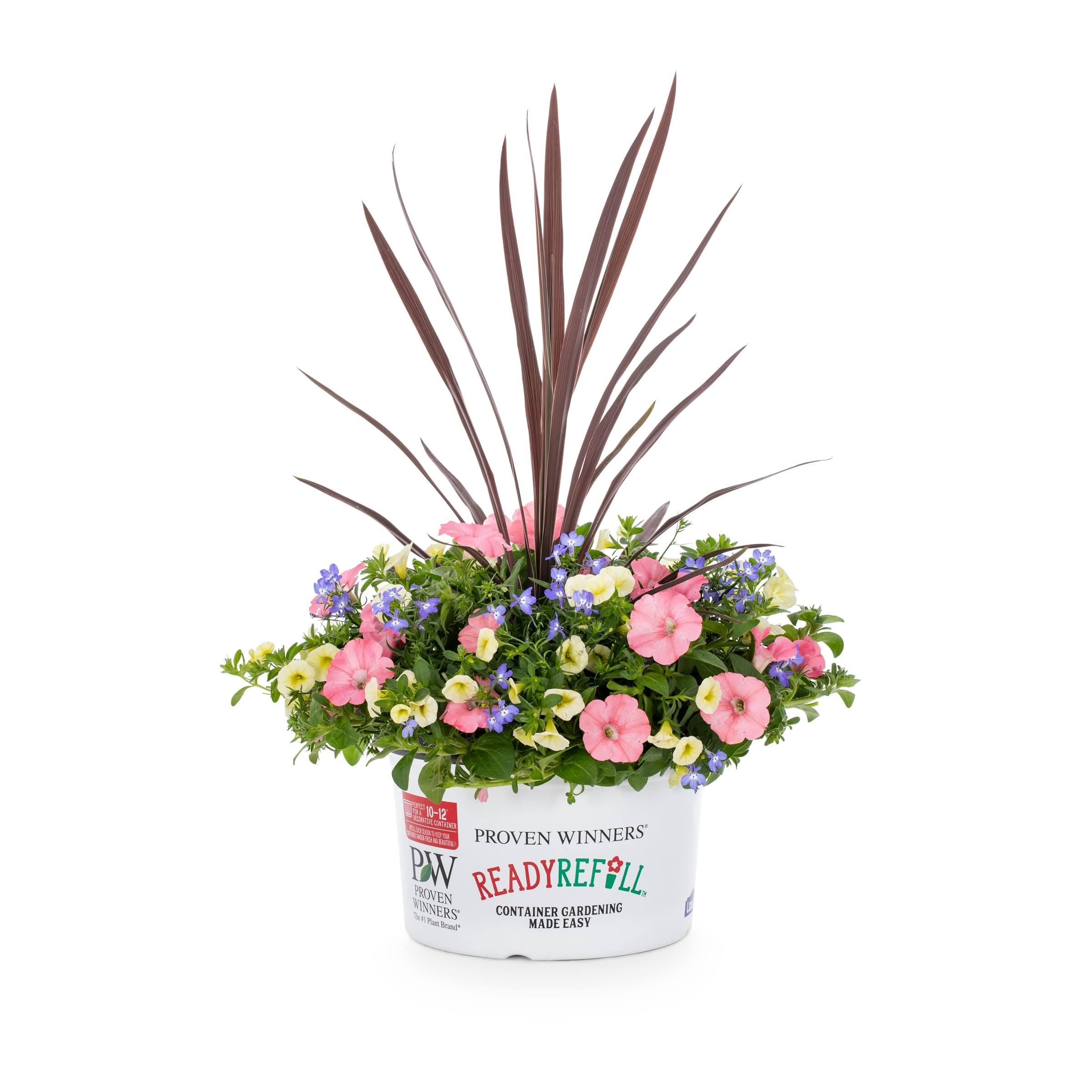adc013f0531843306e2a42e8373b8acf6048258777b8b6a9fa12b8b0b651737f.jpg Ready Refill Bermuda Skies in 1.5-Gallon (S) Pot | Nursery - Image 1