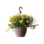1.8 gal. Purslane Plant Yellow Flowers in 11 in. Hanging Basket