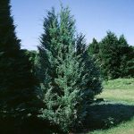 1-2 ft. - Moonglow Juniper Tree - Elegant Evergreen Growth Outdoor Plant