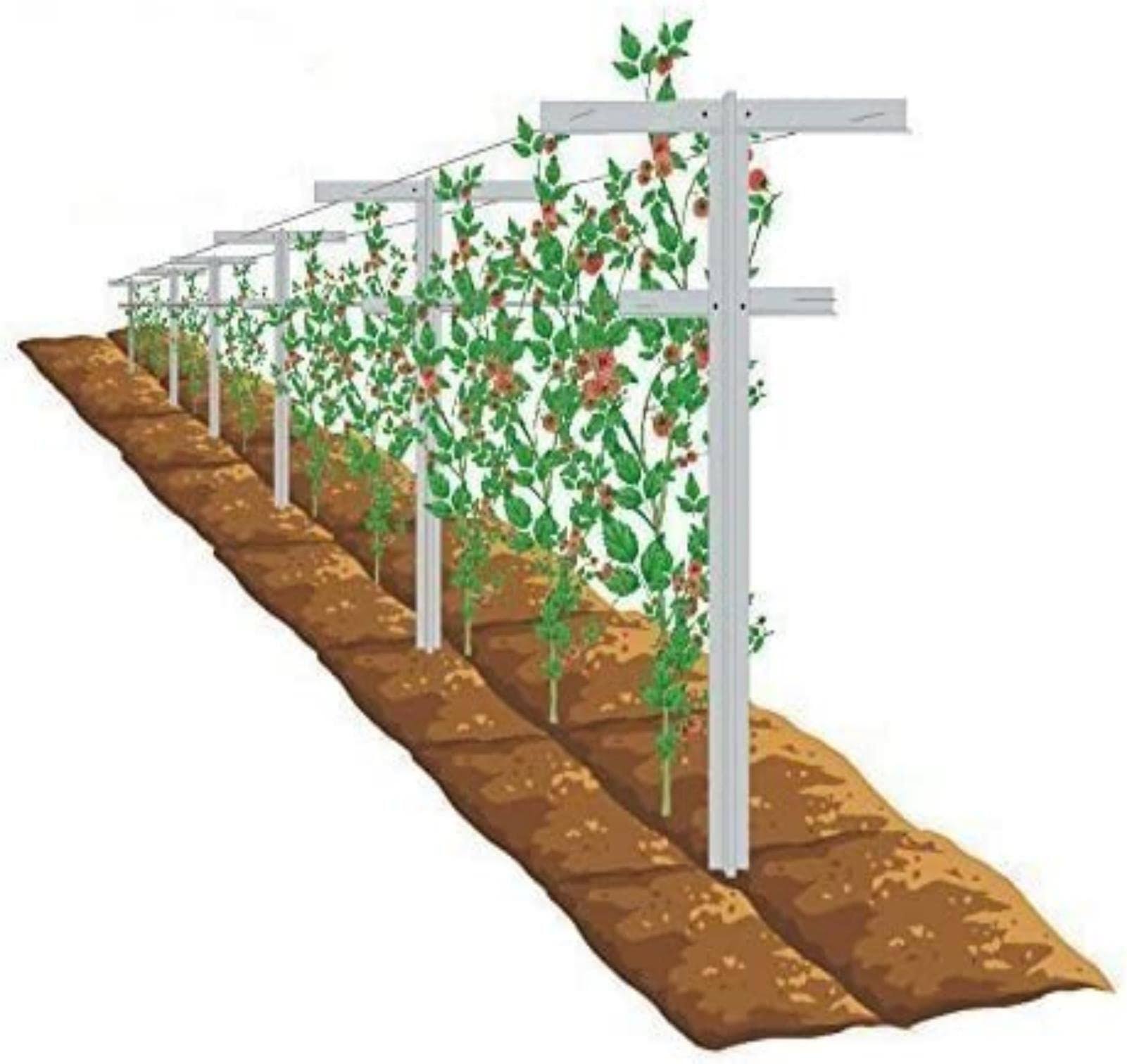 ae6d1d32e50aeb79e3e2611b4f118e451e80e2381cee2dedb2be75c92d2d6f06.jpg Mrgarden 7-Feet Adjustable Garden Trellis Set for Raspberry and Climbing Plants, Outdoor Stake Vineyard Trellis, Pack of 2 - Image 1