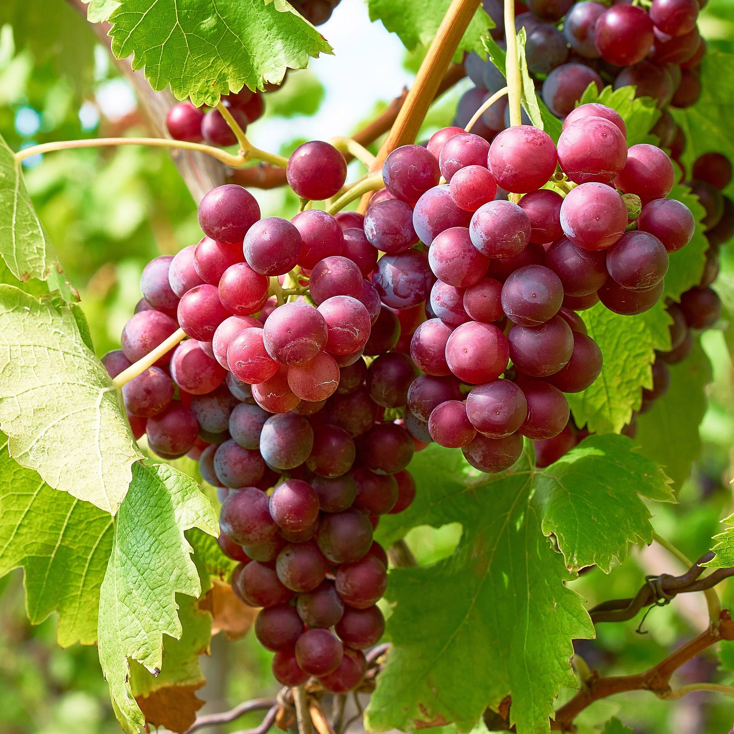 ae8741ce9925c1462be61d3b0dd2400625e062dbac50ed6ee4ac924c9257bc5f.jpg Garden State Bulb Red Suffolk Seedless Grape, Live Bare Root, Non-GMO (Bag of 2) - Image 1