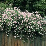 Spring Hill Nurseries 1 Pack in Bare Root Pink Flowering Cecile Brunner Climbing Rose | 86289
