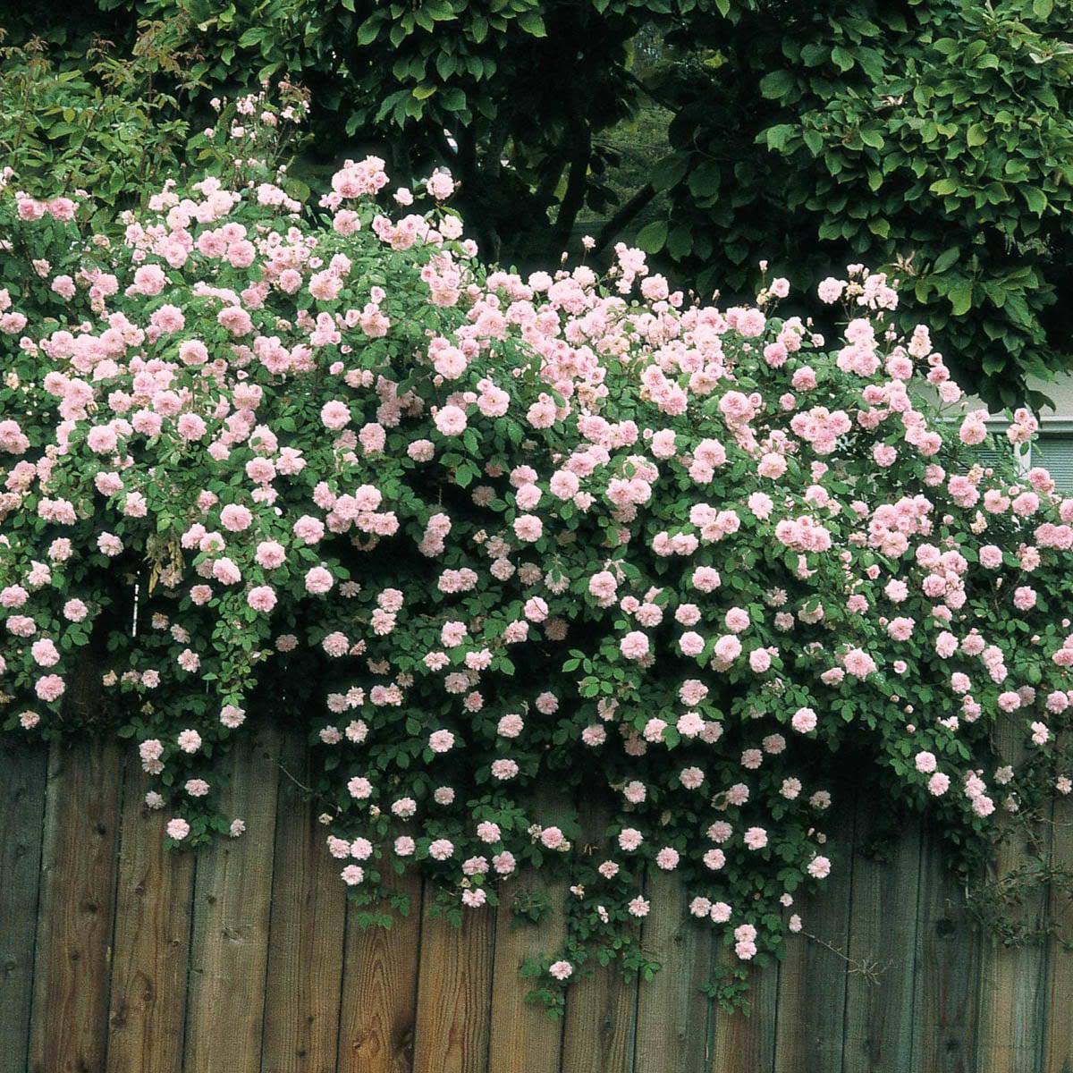 af1d8bf7016bb4e5db75c1b08a047130a7c67e6ae52f75da9781f584fc668e68.jpg Spring Hill Nurseries 1 Pack in Bare Root Pink Flowering Cecile Brunner Climbing Rose | 86289 - Image 1