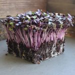 Rambo Purple Sprouting Radish Garden Seeds - 4 G Packet ~300 Seeds - Non-GMO, Sprouting, Vegetable Gardening & Microgreens - Raphanus sativus