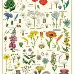 Cavallini & Co. Wrap - Wildflowers