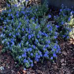 1 gal. Blue Daze Evolvulus Plant (3-Pack)