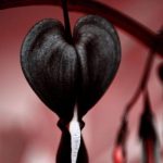 Daisy Garden 10 Pcs Black Bleeding Heart Seeds Dicentra Spectabilis Shade Flower Garden