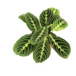 California Tropicals Lemon Lime Prayer Plant - Maranta - Rare Variety Live House Plant - Tropical Decor - Unique Real Plants Interior Garden