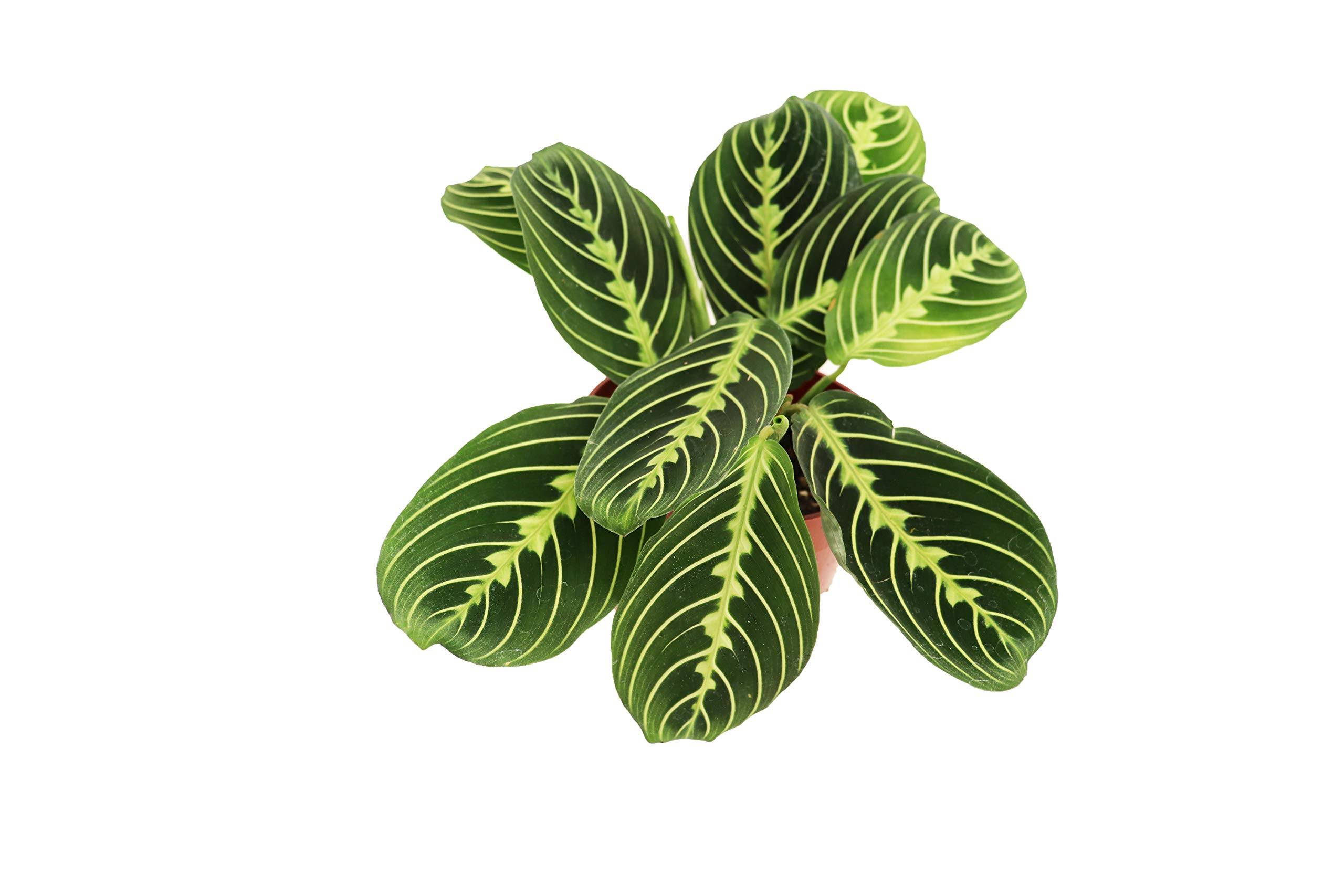 afb9eea340688ee1f321082c46abf82a9f3e16119708a9b678e35947c8883c8b.jpg California Tropicals Lemon Lime Prayer Plant - Maranta - Rare Variety Live House Plant - Tropical Decor - Unique Real Plants Interior Garden - Image 1