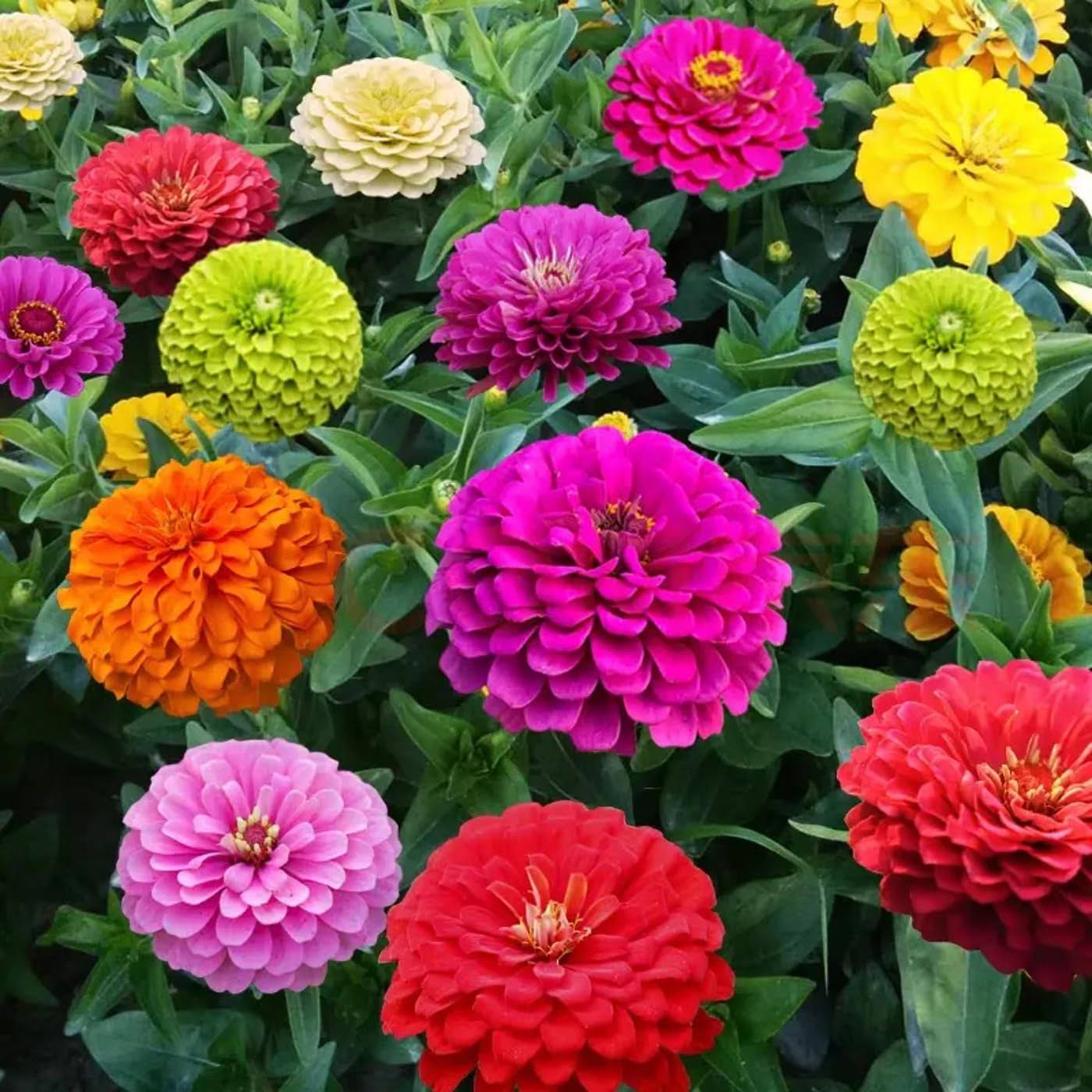 afd22016ca8aa203b80bc8beb4e6b8f6ad4e02fb48aa906dff01e7ee02986762.jpg 1000+ Crazy Blend Zinnia Seeds for Planting Zinnia Elegans Heirloom Open Pollinated & Untreated Mixed Color Zinnia Flowers - Image 1