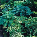 Hosta Mixed - 6 Perennial Bare Roots