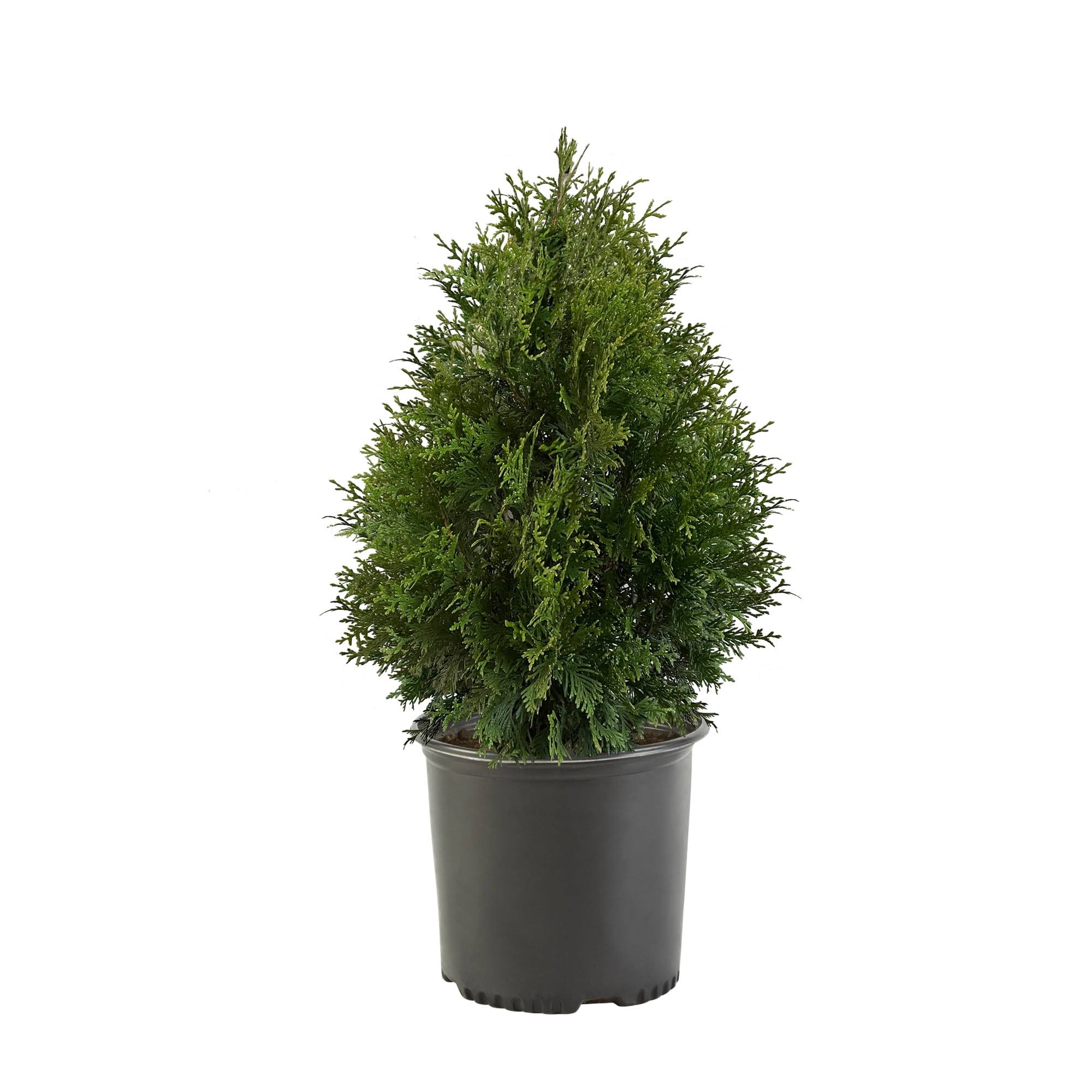 Shrub Giant Arborvitae 2.25 gal, Green Foliage