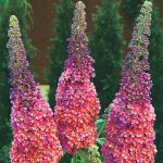 Spring Hill Nurseries Flowering Kaleidoscope Butterfly Bush Flowering Shrub in 1 Pack(s) Bare Root | 92182