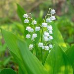 Touch of Eco Sweet Dutch Lily of The Valley Flower Bulbs - Rich Scented, Wonderful Blooms and Beautiful Petals - 4 Flower Bulbs