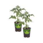 Bonnie Plants Original Tomato Pot Plant 2-Pack | 202116