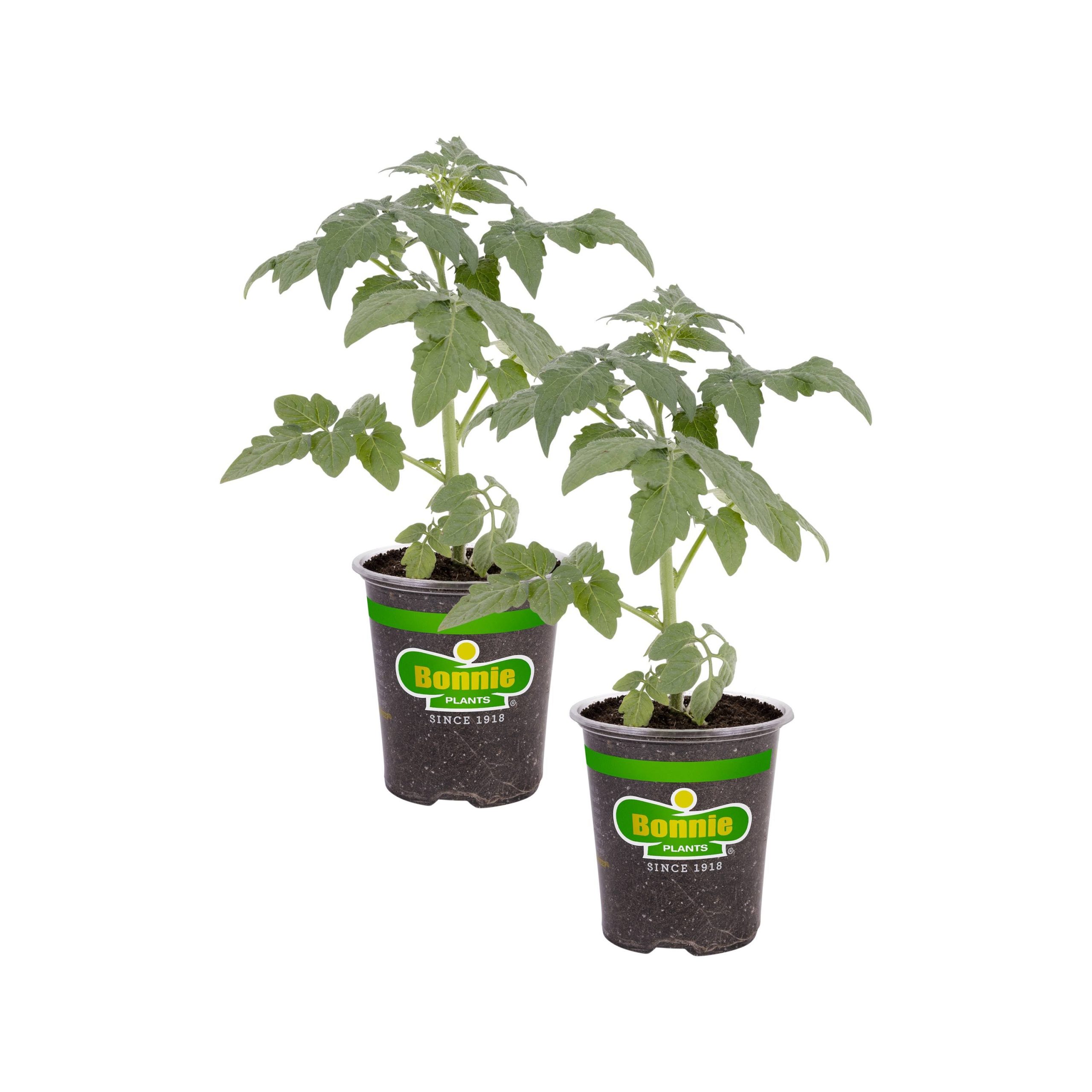 b2bf7be99a0d5c6823e20564193314a7ed85a305d7f107258cf6387a872aaf8d.jpg Bonnie Plants Original Tomato Pot Plant 2-Pack | 202116 - Image 1