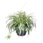 1.8 gal. Spider Plant Chlorophytum in 11 in. Hanging Basket