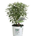Proven Winners 1 gal. Beyond Midnight Bluebeard (Caryopteris) Live Shrub, Blue Flowers and Glossy Green Foliage