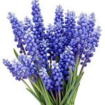 15 Grape Hyacinth - Muscari Armeniacum - Bulb Top Size 9-10 cm - Spring Bloom