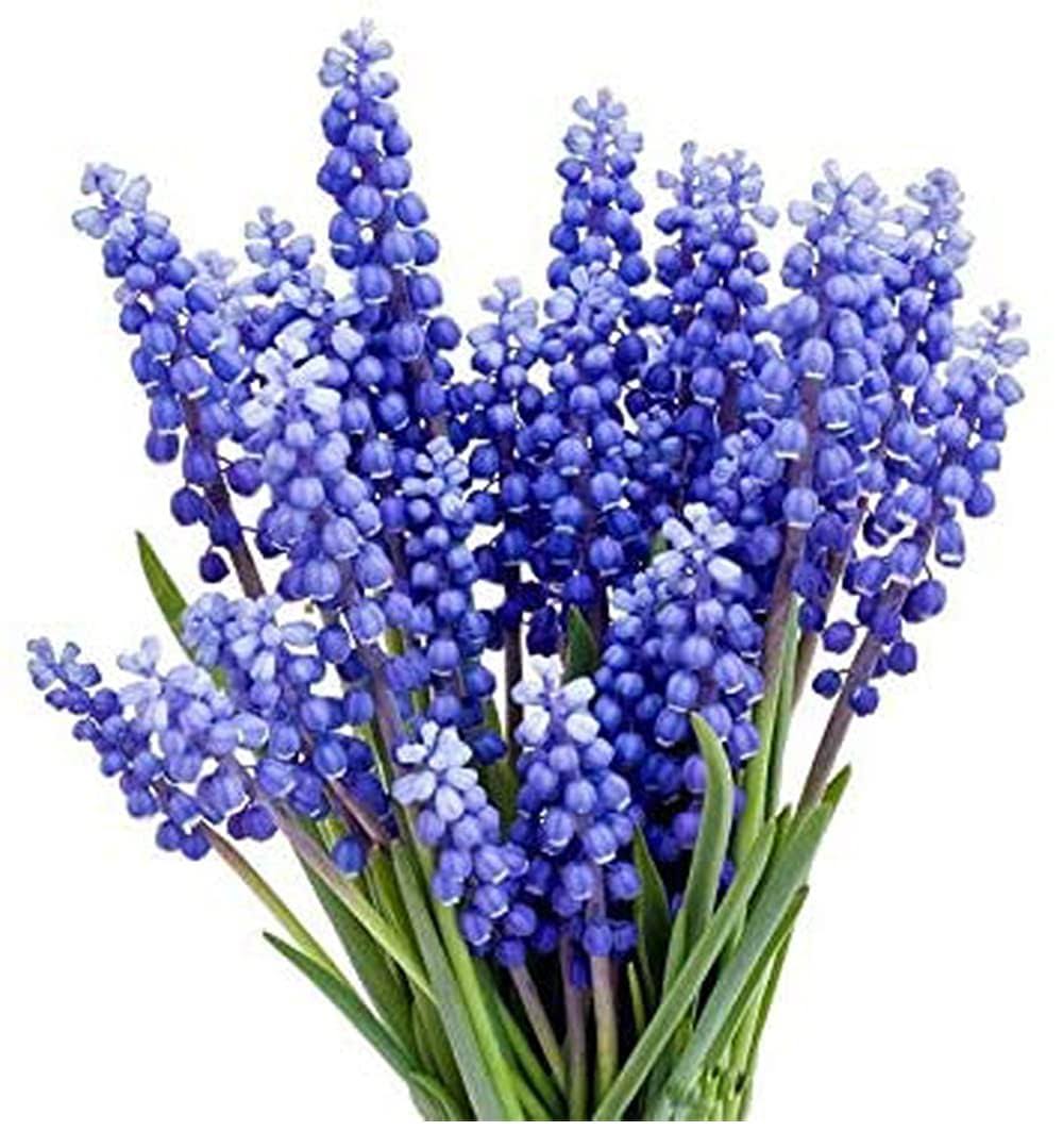 b378941fd12de9418e8e35b445b77789b3acf4bca763559882d3a4808b6d0771.jpg 15 Grape Hyacinth - Muscari Armeniacum - Bulb Top Size 9-10 cm - Spring Bloom - Image 1