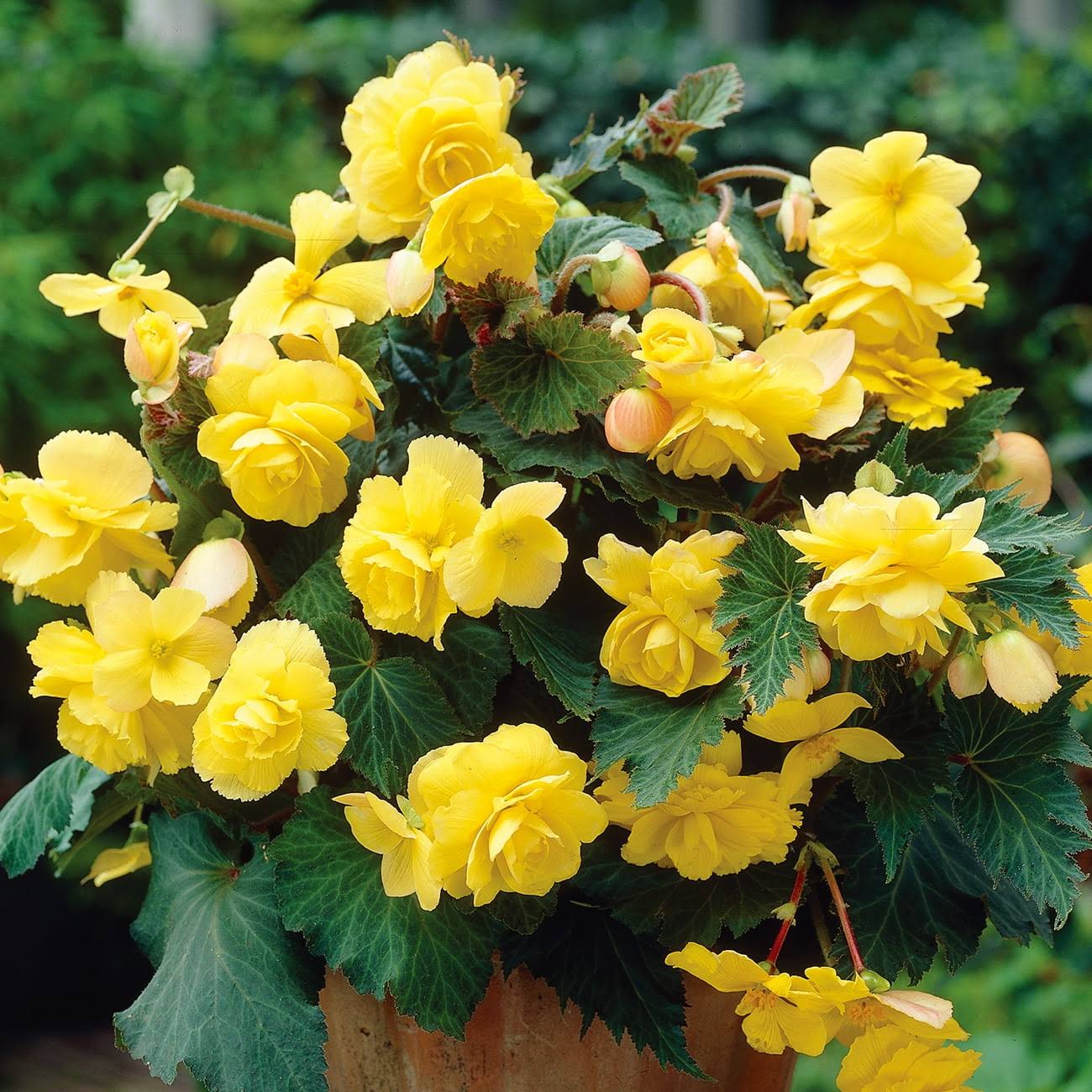 b434ab169112e7fea61a0577857a857be26311a37a443d8851dd80e44e3923ec.jpg Van Zyverden Begonia Pendula Yellow Dormant Flower Bulb Full Shade Yellow - Image 1