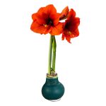 The Three Company Waxed Amaryllis Bulb - Green - Easy Care - No Watering Needed - Beautiful Holiday D��cor