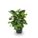 Lowe's Fiddleleaf Fig House Plant in 1.72-Gallon (S) Pot | Nursery