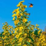 Maximillian Perennial Sunflower | Helianthus maximilliani | Zone 3-9 | Yellow | 36 - 120 Inches | Full Sun