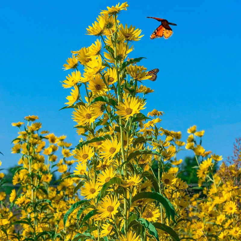 b68166c28613ad5304ca9825d8b40b53846d8bcc529d10676451cc16d037554e.jpg Maximillian Perennial Sunflower | Helianthus maximilliani | Zone 3-9 | Yellow | 36 - 120 Inches | Full Sun - Image 1