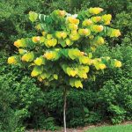 Spring Hill Nurseries The Rising Sun (Cercis) Live Bareroot Ornamental Tree Pink Flowers (1-Pack)