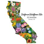 California Wildflower Seed Mix