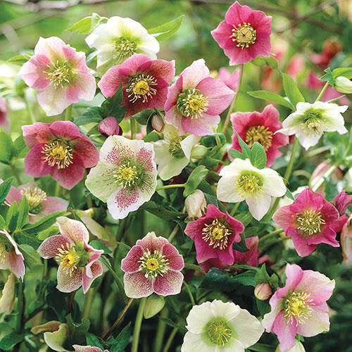 b76f6d1d4c9996b40d4851a06339a203e958f4cc34cc98eab14459aec001ecac.jpg Spring Hill Nurseries Bareroot Assorted Flowering Lenten Rose | 89472 - Image 1