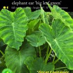 Euroblooms Elephant Ear Colocasia Esculenta Full Sun Annual Bulb - Green - 5 Pack