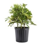 Lowe's Schefflera in 1.5-Gallon (S) Pot | Nursery