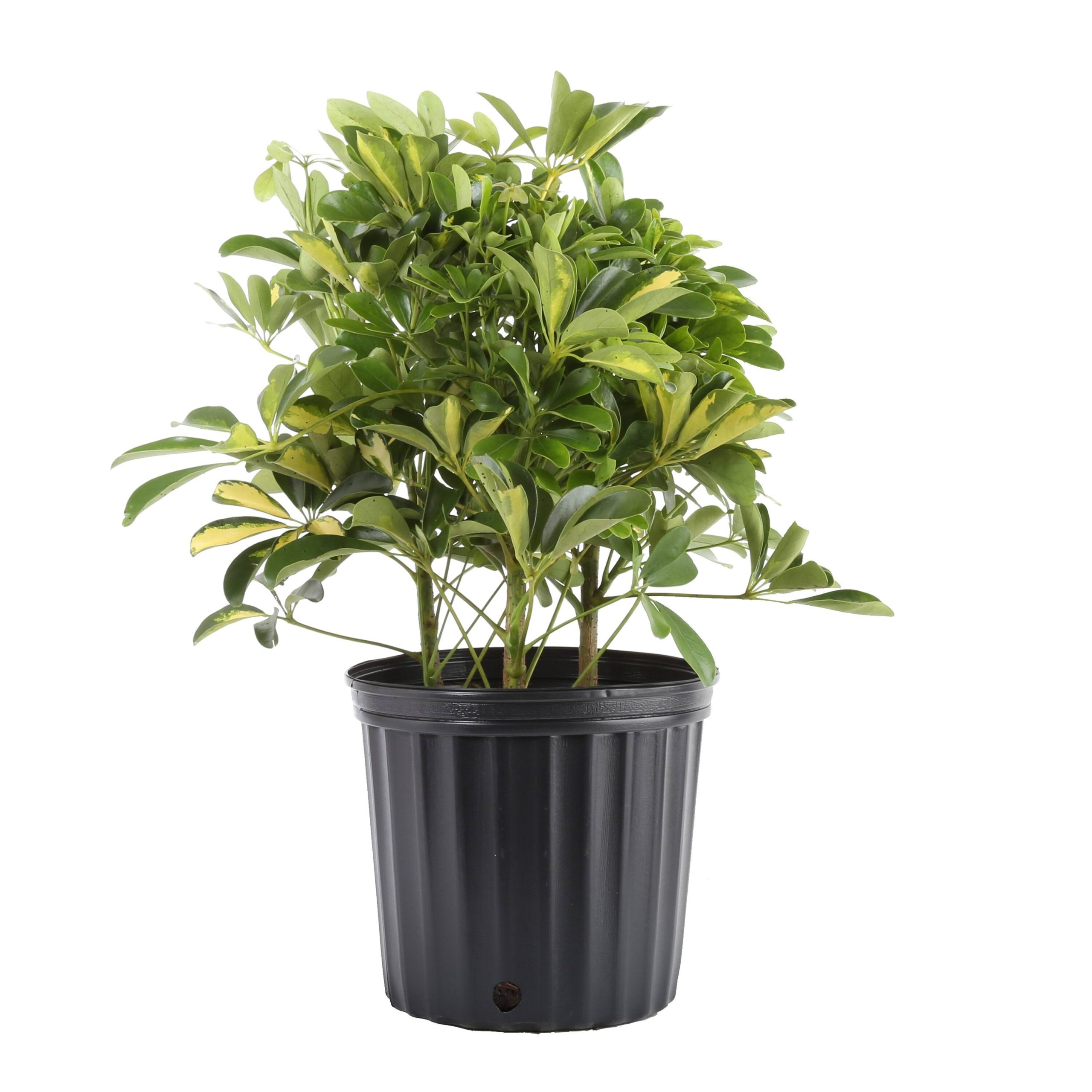 b7dd4006c830d2d8957778e0eb4ac2b1c2439d82abeb2bb68f53594f6eaec9cc.jpg Lowe's Schefflera in 1.5-Gallon (S) Pot | Nursery - Image 1