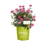 2 gal. Pink Double Knock Out Live Rose Bush with Pink Flowers