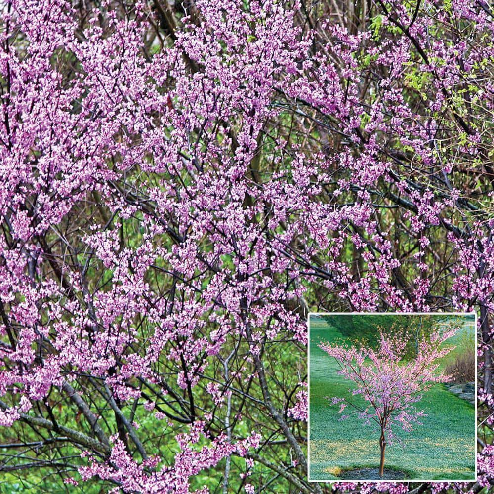 b842e38ec39256933665c3d43c93826ea12d3ecc3fc38ec72f4b3084593839d8.jpg Redbud Dormant Starter Bare Root Flowering Tree, 1-Pack - Image 1