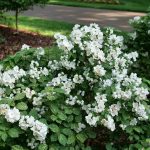 Proven Winners White Illuminati Sparks Mock Orange (Philadelphus) Flowering Shrub in 1-Quart Pot | PHIPRC0017800