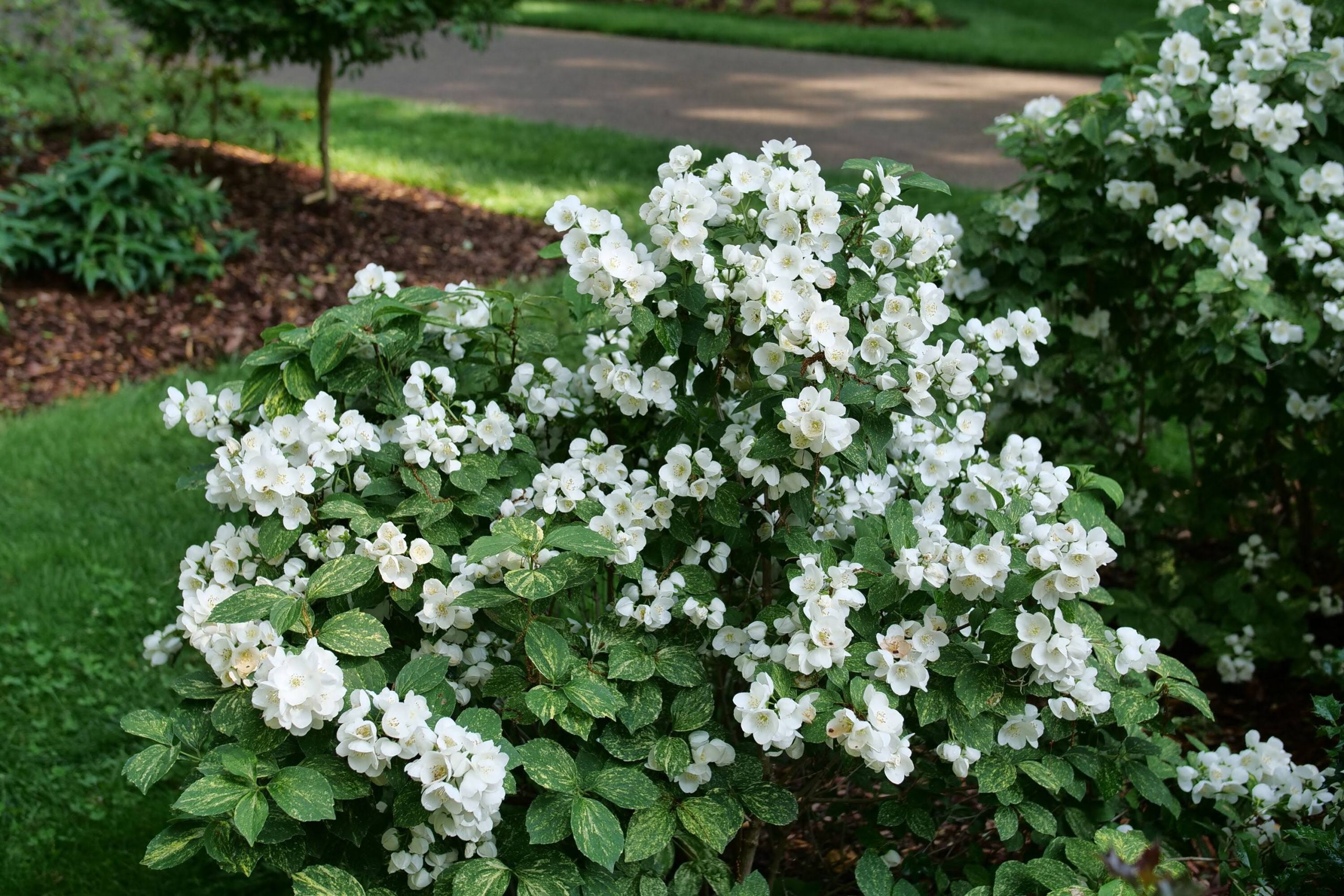 b8db5e7c916e2753066a64a245dfd392ce5170d1938331f42b5cdea98bb6cb4e.jpg Proven Winners White Illuminati Sparks Mock Orange (Philadelphus) Flowering Shrub in 1-Quart Pot | PHIPRC0017800 - Image 1