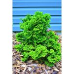 1 gal. Dwarf Hinoki Cypress Shrub with Deep Green Coniferous Evergreen