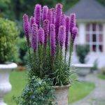 Van Zyverden Blazing Star Liatris Spicata Bulbs - Set of 25