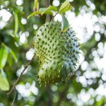 2-3 ft. - Soursop 'Guanabana' Tree - Grow This Unique Tropical Fruit at Home Outdoor Plant | Brighter Blooms