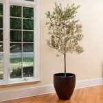 Brighter Blooms - Koroneiki Greek Olive Tree, 2-3 ft. - No Shipping to AZ