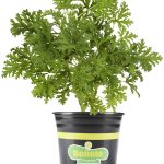 Bonnie Plants 2.32 Qt. Citronella
