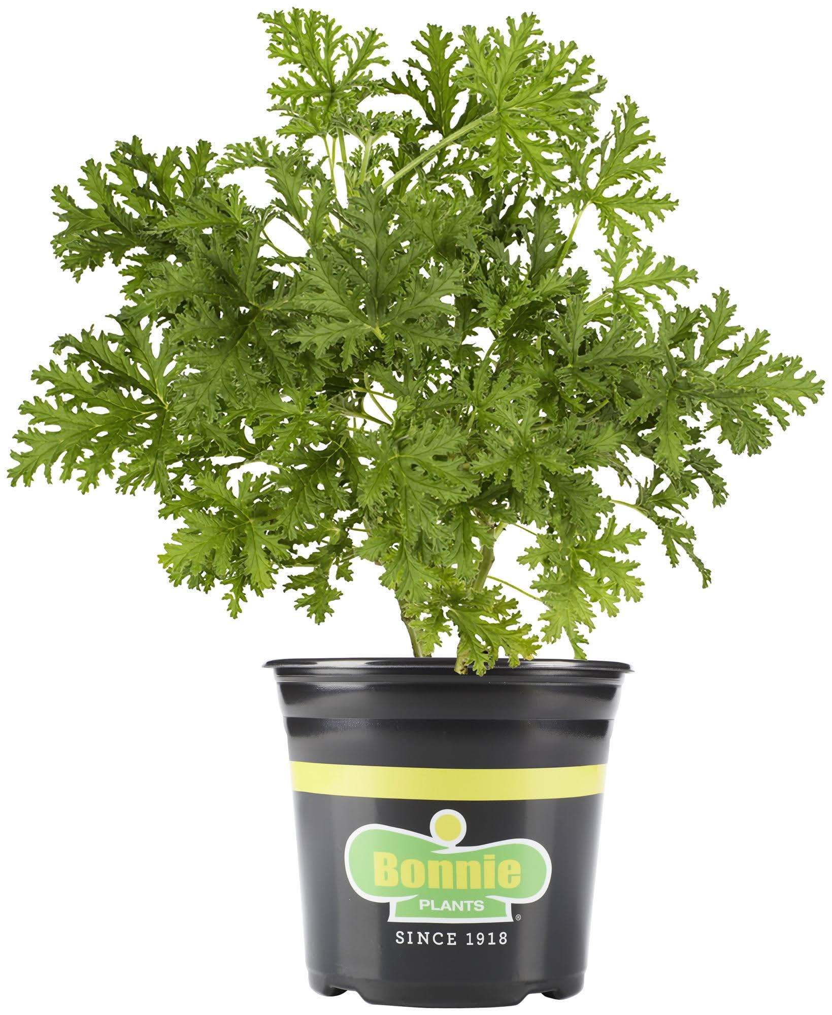 bb95a2715a9ff49175da278602c63168979536be7d7d4646ad3456ae0f06b410.jpg Bonnie Plants 2.32 Qt. Citronella - Image 1